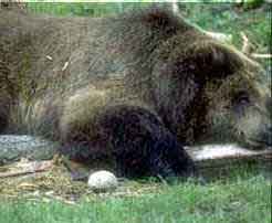 Alaska Grizzly Bear