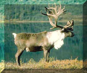 Alaska caribou
