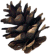 pineconebtn2.gif (2828 bytes)